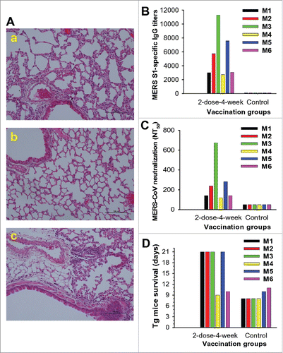 Figure 4. Protective efficacy of S377-588-Fc in hDPP4-Tg mice with optimal immunization doses and intervals. (A) Detection of pathological changes in challenged mice. Mice were immunized with S377-588-Fc protein or PBS control, boosted once at a 4-week interval, challenged with MERS-CoV at 12 weeks post-boost, and then observed for pathological changes in lung tissues (Aa). Lung tissues from normal mice (Ab) and those injected with PBS and challenged with MERS-CoV (Ac) were included as controls. Shown are representative images of lung tissue sections stained with hematoxylin and eosin (H&E) and observed under light microscopy (100× magnification). (B) Detection of IgG antibody titers of mouse sera before MERS-CoV challenge. The antibody titers are presented as the endpoint dilutions that remain positively detectable. (C) Detection of neutralizing antibody titers (NT50) of mouse sera against live MERS-CoV infection before MERS-CoV challenge. (D) Calculation of mouse survivals at 21 days after MERS-CoV challenge. For (B)-(D), M1-M6 indicates mouse numbers in each group.
