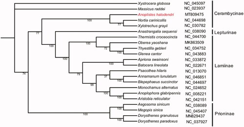 Figure 1. Phylogenetic relationships of the Anoplistes halodendri with other 21 different species of Cerambycidae based on the genome sequence. Bootstrap values are marked on the branch.
