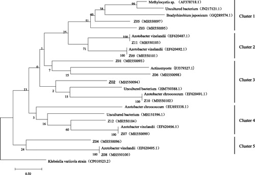 Figure 4. Phylogenetic tree of uncultured Azotobacter based on the nifH gene.