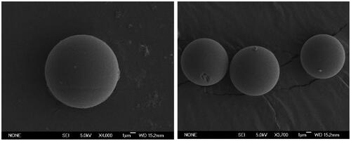 Figure 2. SEM pictures of dexamethasone-loaded PLGA Ms.