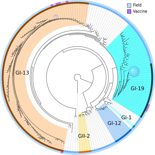 Figure 3. Phylogenetic tree of all partial S1 subunit gene sequences. The tree has been rooted by setting a known basal unique variant as outgroup. Clades where the terminal nodes had less than 0.01 subsitutions per site distance on average were collapsed. Sizes of the blue sphere faces are proportional to the number of sequences that have been collapsed into the associated clades. The outer rim shows vaccine status and the inner rim shows typed lineage. Lineage colour code matches that of Figure 2. Coloured branches indicate descendants of the most recent common ancestor of lineages indicated on the inner rim. The lineage type and vaccine status of collapsed nodes were determined by majority vote.