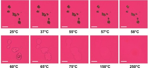 Figure 8 Representative hot-stage micrographs for raw dipalmitoylphosphatidylethanolamine poly(ethylene glycol)-3k.Note: Scale bar = 3 mm.