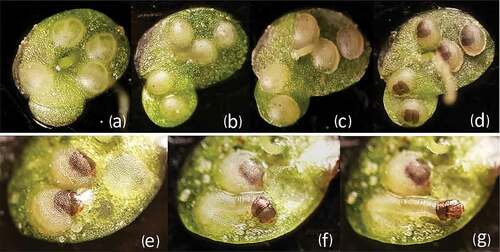 Figure 1. Newly laid eggs (a), 72 hours (b), 48 hours (c), 1 hour (d) before hatching. Larva perforating the chorion (e) and coming out of the eggshell first with the head (f) and then with the rest of the body (g) (Photos by F. Mariani)