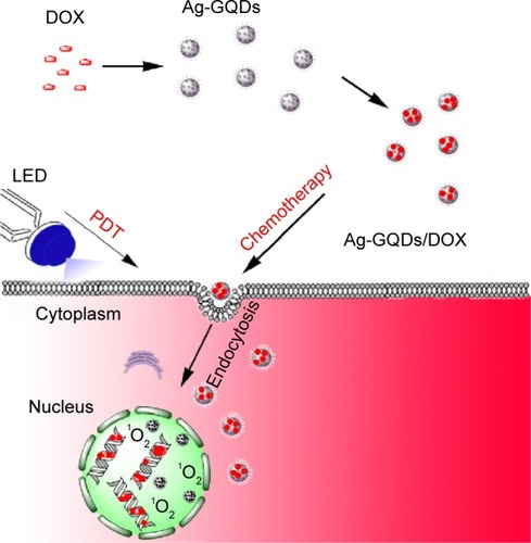 Figure 1 Schematic illustrating the preparation of Ag-GQDs/DOX nanoconjugates and their use in chemo-photodynamic combined modalities in improving cancer therapy.Abbreviations: Ag-GQDs, silver nanoparticles decorated with graphene quantum dots; Ag-GQDs/DOX, silver nanoparticles decorated with graphene quantum dots conjugated with doxorubicin; DOX, bare doxorubicin; LED, light emitting diode; PDT, photodynamic therapy.