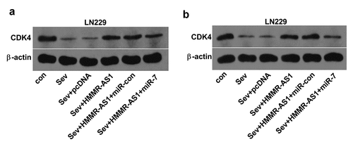 Figure 8. The effect of Sev, HMMR-AS1 and miR-7 on CDK4 expression in glioma cells. (a) CDK4 protein level was examined in LN229 and T98 cells transfected with pcDNA, HMMR-AS1 overexpression vector, HMMR-AS1 overexpression vector + miR-con or miR-7 mimic after treatment of 5.1% Sev. *P < 0.05