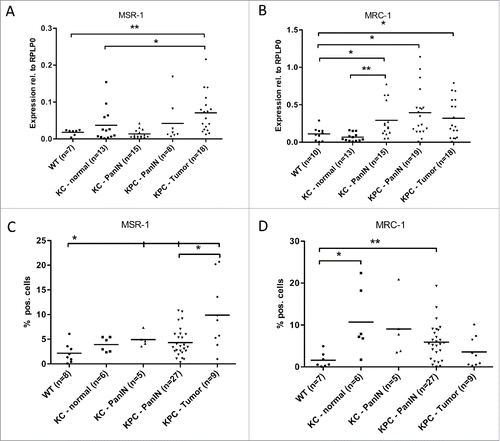 Figure 2. Myeloid cells show an increase in M2 marker gene expression during pancreatic carcinogenesis. qRT-PCR analysis of the mRNA levels of the M2 marker genes MSR-1 (A) and MRC-1 (B) in CD11b+ cells isolated from pancreata of WT, KC and KPC mice. (C, D) Protein expression of MSR-1 (C), MRC-1 (D) as detected by FACS. *p < 0.05, **p < 0.01.
