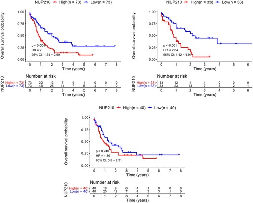 Figure 3. Probability of survival for patients with AML in NUP210-high and NUP210-low expression groups. (A) All patients; (B) women; (C) men.