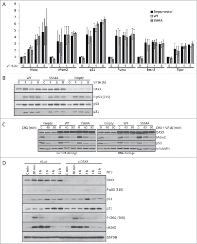Figure 2. DAXX depletion or S564A mutation does not affect Mdm2/p53 stability or p53‑mediated gene expression. (A) BJ fibroblasts stably transduced with empty lentiviral pCDH vector or either pCDH-DAXXWT or pCDH-DAXXS564A were treated with 40 μM VP16 for 0, 2, 4 or 6 hours and RNA expression of the indicated p53-dependent genes was analyzed by quantitative RT‑PCR. Expression values were normalized to the average of 3 reference genes (β-actin, SDH and ALAS). (B) Transduced BJ fibroblast as in (A) were exposed to 40 μM VP16 for the indicated times and subjected to protein gel blotting analysis using add p53 - antibodies against DAXX, phospho-p53 (S15), p53 or p21. (C) U2OS cells transfected with pXJ41 Hdm2 (human Mdm2) together with empty FLAG-CMV, FLAG-DAXXWT or FLAG-DAXXS564A were treated with 50 μl/ml CHX alone or together with 10 μM VP16 for the specified time points. Cell were harvested and lysates separated by SDS–PAGE and probed with indicated antibodies. (D) BJ fibroblasts were depleted by control siRNA (siLuc) or siRNA against Wip1 and 3 d after transfection treated with 4 nM NCS. Cells were lysed at the indicated time points after DNA damage and analyzed by western blotting using labeled antibodies. GAPDH was used as a loading control.