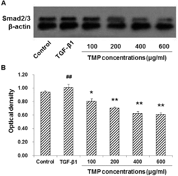 Figure 6. Effects of TMP on TGF-β1-induced Smad2/3 expression in HSC-T6 cells detected by western blot. (A) Western blot was used to detect the protein expression level of Smad2/3 in HSC-T6 cells after drug administration. HSC-T6 cells were treated with nothing (blank control), 5 ng/mL TGF-β1 and TMP at concentrations of 100, 200, 400 and 600 μg/mL, respectively. (B) Quantitative analysis of the relative optical density of the protein bands. n = 6; compared with the control group, ##P < 0.01; compared with the TGF-β1-treated group, *P < 0.05, **P < 0.01.