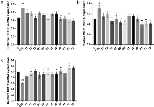 Figure 7. Effect of four alkaloids on the expression of SIRT1/FOXO3a signaling pathway-related genes in 2% CSE-induced A549 cells. (a-c) the mRNA expression levels of FOXO3, MST1 and SIRT1 in 2% CSE-induced A549 cells after incubation with four different concentrations of alkaloids for 24 h. C: control; CSE: 2% CSE; T1-T3: 5, 10, 20 μM chuanbeinone; Q1-Q3: 5, 10, 20 μM ebeiedinone; J1-J3: 5, 10, 20 μM imperialine; X1-X3: 5, 10, 20 μM peimisine. n = 3, #p < .05, ##p < .01 vs. The control group, *p < .05, **p < .01 vs. The CSE group.