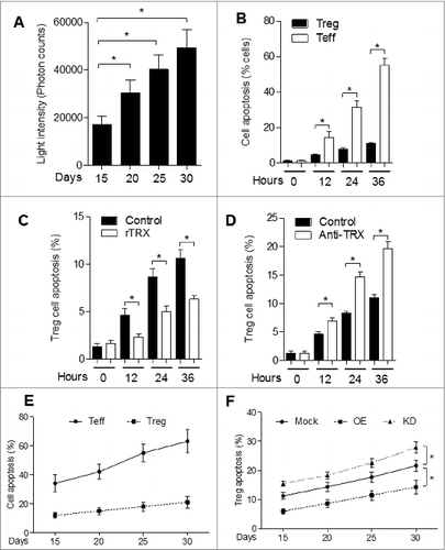 Figure 6. TRX confers Treg enhanced tolerance to oxidative stress in melanoma. (A) Reactive oxygen species (ROS) level in B16 tumor-bearing mice tumor interstitial fluid (n = 3) determined by Acridan Lumigen PS-3 reagent. (B) Cell apoptosis was determined by propidium iodide (PI) and AnnexinV staining and cytofluorimetric analysis of freshly isolated regulatory T cell (Tregs) and effector T (Teff) cells cultured in the presence of tumor interstitial fluid (n = 3). (C-D) Cell apoptosis (PI and AnnexinV staining) of freshly isolated Tregs cultured in the presence of tumor interstitial fluid plus either (C) 10 ng/mL reduced thioredoxin (rTRX; n = 3) or (D) 1 mg/mL anti-TRX antibody (n = 3). (E) FACS analysis of Teff and Treg apoptosis in isolated cells from B16 tumor-bearing mice per 200 mg tumor sample (n = 5). (F) FACS analysis of Treg apoptosis in isolated cells from TRX-overexpressing (OE) and TRX knockdown (KD) B16 tumor-bearing mice per 200 mg tumor sample (n = 5). Statistical analysis was performed by Student's t-test; *P < 0.05.