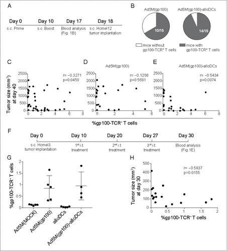 Figure 2. Combination treatment with alloDCs and an infection-enhanced adenoviral vector providing TAA results in efficient induction of endogenous TAA-specific T cells. (A) C57BL/6NRj mice were vaccinated s.c. in a prime (day 0) and boost (day 10) prophylactic setup with 5×109 evg of Ad5M(gp100) either alone or after transduction of 1×106 alloDCs. (B) Blood was collected one week later (day 17) and the presence of T cells (CD8a+CD3+) with a TCR for the human gp10025-33 epitope (gp100-TCR+) were analyzed with an H-2Db/hgp10025-33-PE tetramer in flow cytometry. Presence of gp100-TCR+ T cells was determined as positive if a distinct population above 0.5% of the parental CD8a+CD3 a+ population (cut off value for Ad5M(MOCK)) was observed. Shown is a chart with the number of mice with gp100-TCR+ T cells. (C, D, E) The vaccinated mice were then inoculated (day 18) with 2×105 Hcmel12 cells, derived from a primary HGF-CDK4(R24C) melanomaCitation25 and tumor growth was monitored. Shown is a scatter plot representing the correlation of tumor size and % of gp100-TCR+ T cells at the time of the first recorded tumor-related death (day 40) for (C) all controls and treatments pooled (r = −0.3271, p = 0.0450), (D) mice treated with Ad5M(gp100) and control (r = −0.1256, p = 0.5681) and (E) mice treated with Ad5M(gp100)-alloDC and control (r = −0.5434, p = 0.0074). (F) For a therapeutic setting, C57BL/6NRj mice were inoculated with 5 ×105 Hcmel3 cells, another primary HGF-CDK4(R24C) melanoma with slower growth kinetics,Citation26 and received three consecutive weekly i.t injections with 5×109 evg Ad5M(gp100) alone or after transduction of 1×106 alloDCs. Control mice were treated with 5×109 evg Ad5M(MOCK) or 1×106 alloDCs. (G) The presence of gp100-TCR+ T cells was evaluated by tetramer flow cytometry, one month after inoculation of tumors. (H) Scatter plot representing the correlation of tumor size and % of gp100-TCR+ T cells of CD3+ T cells (r = −0.5837, p = 0.0155) at the time of sacrifice.