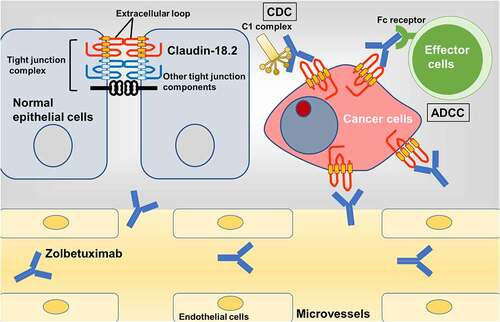 Figure 3. Action of zolbetuximab on claudin-18.2 of cancer cells.