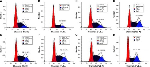 Figure 9 Induction of cell cycle arrest in PC-3 cells treated with DNAzyme transfection determined by flow cytometry.Notes: (A) No treatment; (B) treatment with N-Ac-l-Leu-PEI for 24 hours; (C) treatment with N-Ac-l-Leu-PEI/iDz for 24 hours; (D) treatment with Lipofectamine™2000/Dz (6 μg DNAzyme) for 48 hours; (E–G) treatment with N-Ac-l-Leu-PEI/Dz for 24 hours with a DNAzyme amount of 2 μg, 4 μg, and 6 μg, respectively; and (H) treatment with N-Ac-l-Leu-PEI/Dz with a DNAzyme amount of 6 μg for 48 hours.Abbreviations: N-Ac-l-Leu-PEI, N-acetyl-l-leucine-polyethylenimine; iDz, inactive DNAzyme.