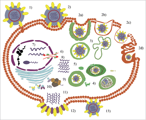 Figure 1. The steps of the replication cycle of the influenza virus are the following: 1) virus adsorption; 2) internalization into cellular regions by means of clathrin-mediated endocytosis (CME), caveolae-dependent endocytosis (CDE), clathrin-caveolae-independent endocytosis, and macropinocytosis; 3) endosomal trafficking; 4) pH-dependent fusion of viral and endosomal / organellar membranes; 5) uncoating; 6) nuclear importation; 7) transcription and replication; 8) nuclear exportation; 9) protein synthesis; 10) post-translational processing and trafficking; 11) viral progeny assembly and packaging; 12) budding; and 13) release (modified from referencesCitation1 and Citation4 ).