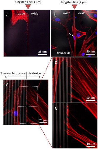 Figure 3. Fluorescence confocal micrographs of cells adhered to isolated tungsten lines with widths of (a) 1 μm and (b) 2 μm. (c) Low magnification images of the 2 μm comb structure boundary. High magnification images (d) and (e) reveal actin filaments spread from a cell on field oxide to tungsten lines with width of 2 μm. DNA is stained with blue DAPI and actin filaments with red CytoPainter. Tungsten lines appear in gray. Scale bars correspond to 50 μm.