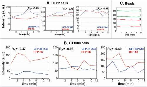 Figure 2. Rapid anti-phase fluctuations of signal intensities measured in FC/DFC units of HEP2 (A) and HT1080 (B) cells transfected with GFP-RPA43 (green) and RFP-fibrillarin (red). Each graph represents measurements with 2 min interval in an individual unit. Correlations of the sequential differences (RΔ) have negative values in all cases. C: control measurements of intensity of green (graphs 1, 2) and yellow (graphs 3, 4) 170 nm carboxylate fluorescent microspheres