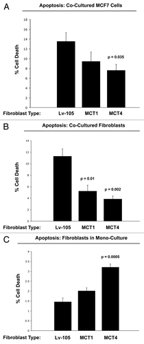 Figure 9 Overexpression of MCT4 in fibroblasts functionally protects both cancer cells and fibroblasts against cell death under co-culture conditions. To assess the possible functional consequences of MCT4 expression in fibroblasts, we generated an hTERT-fibroblast cell line stably overexpressing MCT4. Similarly, we also generated hTERT-fibroblast cell lines overexpressing MCT1, and the vector alone (Lv-105). Then, these three matched fibroblast cell lines were individually co-cultured with GFP-tagged MCF7 cells, and cell death in both fibroblasts and cancer cells was monitored by FACS analysis (See the Materials and Methods section). (A) Note that co-culture with MCT4-expressing fibroblasts protects MCF7 cells against cell death, by nearly 2-fold (p = 0.035). In contrast, the effects of MCT1-expressing fibroblasts on MCF7 cell death were not significant. (B) Note that co-cultured fibroblasts expressing MCT1 (p = 0.01) or MCT4 (p = 0.002) both showed >2-fold protection against cell death. (C) However, when MCT4 fibroblasts were cultured alone, in the absence of cancer cells, they showed a >2-fold increase in cell death (p = 0.005). Thus, expression of MCT4 in fibroblasts functionally prolongs the life of both cancer cells and fibroblasts, under co-culture conditions.