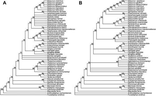 Figure 4. Results from phylogenetic analyses of a 174 morphological character matrix developed for resolving relationships within Dasyuromorphia, with a molecular scaffold enforced as a backbone constraint. A, Strict consensus of 108 most parsimonious trees (length = 871 steps) from maximum parsimony analysis using TNT v. 1.5; numbers to the left of the nodes are support values calculated as bootstrap percentages (based on 2000 bootstrap replicates). B, 50% majority rule consensus of post-burn-in trees from undated Bayesian analysis using MrBayes 3.2.7; numbers to the left of nodes are support values calculated as Bayesian posterior probabilities (expressed as percentages). Note that, in both cases, the support values should be treated with scepticism due to the use of a molecular scaffold.