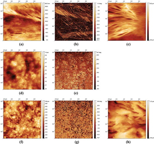 Figure 3. AFM images of (a) dry height (b) phase and (c) hydrated height of 0 wt.% nCHA composite coatings (d) dry height and (e) phase of 5 wt.% nCHA composite coatings (f) dry height (g) phase and (h) hydrated height of 10 wt.% nCHA composite coatings.Note: the colour scale on the images is not consistent.