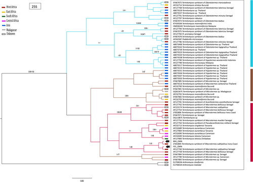 Figure 3. Phylogenetic relationships of the Omani populations of Termitomyces based on Bayesian analysis (BEAST) of the 25S gene. Support values are shown above nodes (MrBayes/BEAST/bootstrap support). Collection locality is indicated by colored bars next to tips. GenBank accession numbers correspond to those.