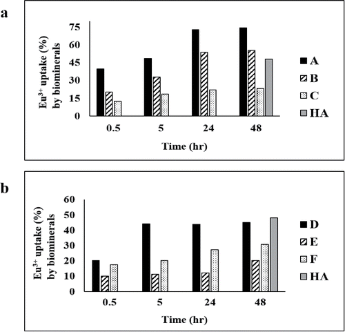 Figure 2. Eu(III) uptake (% of the biomineral) by biomineral samples A–F made as described in Materials and Methods with daily additions as shown in Table 1 from solutions at initial (a) pH 7 and (b) 8.6. Europium uptake by commercial hydroxyapatite (HA) is shown for comparison (gray bar). Errors (SEM) were generally within 5% of the mean throughout.