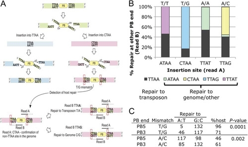 Fig 7 PB can insert into non-TTAA sites. (A) Excision and integration mechanism of PB, based on in vitro study. Insertion into CTAA, as identified in read A, is used as an example. Two repair possibilities seen in read B (TTAA and TTAG, read 5′ to 3′) are shown. (B) Mismatch repair outcome for CTAA and ATAA insertions. Repair outcome of the predicted mismatches, written as transposon base/genome base. Sequences are given 5′ to 3′ as they appear in the sequencing read. T/T and A/A mismatches are generated upon ATAA insertion, whereas T/G and A/C are generated for CTAA insertion. (C) Influence of PB ITRs on the repair outcome. Mismatch, the observed mismatch adjacent to the specified PB ITR; repair to, number of repairs to A·T (transposon sequence) and G·C (genomic sequence); % host, percentage of events repaired to genomic sequence; P value, P value determined by Fisher's exact test for statistical significance of influence of PB ITRs over each type of mismatch repair outcome.