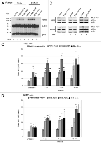 Figure 5. Downregulation of the PERK-eIF2α phosphorylation pathway increases sensitivity of human CML cells to imatinib. (A and B) K562 or BV173 cells transfected with the insertless vector or plasmids expressing the PERK-Y615F, the PERK-K618A or the eIF2α-S51A dominant-negative mutants. (A) Expression of mutated Myc-tagged PERK protein analyzed by immunoprecipitation using anti-Myc antibody followed by western blot with anti-PERK antibody detected in PERK mutants. Lane 7 shows the negative IP control. (B) Levels of eIF2α-pS51 or eIF2α proteins in cells expressing mutated forms of PERK or eIF2α proteins. (C and D) The percentage of apoptotic cells in K562 (C) or BV173 (D) cells treated with imatinib. *, p < 0.05; **, p < 0.005; ***, p < 0.0005 vs. cells transfected with the control vector under each condition, by Student’s t-test.