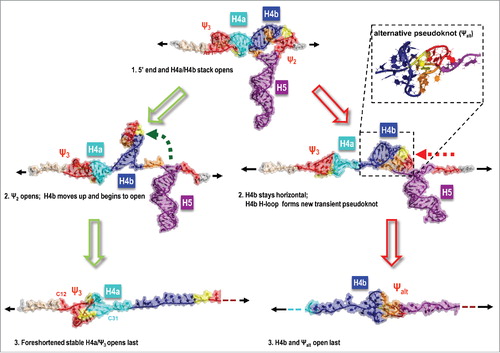 Figure 3. Illustration of the impact of the simulated pulling speed on the unfolding order. The correct sequence of events achieved at lower pulling speeds (SMD run at 0.005 Å/ps illustrated) is marked with green arrows, while red arrows indicate the most common difference in simulations using pulling speeds higher than 0.01 Å/ps. An alternative pseudoknot between H4b and the 5′ side of H5 (and up-stream nucleotides) is more frequent at higher simulated pulling speed. At lower pulling speeds, simulations agreed with OT experiments and predicted that the partly re-arranged H4a/Ψ3 was the last TCV TSS structural element to open.