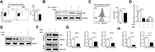 Figure 3 MBL limited AhR expression and its nuclear translocation in CD4+ T lymphocytes. (A and C) Naïve CD4+ T cells were cultured under Th17 differentiation conditions with or without MBL protein (5μg/mL). (A) The expression of AhR in CD4+ T cells was determined by FCM analysis. (B) The protein levels of AhR were determined by Western blot. (C) The level of phosphorylated STAT3 was assessed by FCM analysis. (D–E) Naïve CD4+ T cells were pretreated with 10μM Sc144 for 2h, then cultured under Th17 differentiation conditions with or without MBL protein (5μg/mL). (D) The mRNA expression of AhR in CD4+ T cells was determined by RT-qPCR analysis. (E) The protein level of AhR was assessed by Western blot analysis. (F–H) CD4+ T cells were treated with 200nM FICZ for 6h in the presence or absence of 5μg/mL MBL. (F) The fraction of cytoplasm and nucleus protein were separated, and the expression of AhR was determined by Western blot. (G) The mRNA levels of CYP1A1, CYP1A2, and CYP1B1 were detected by RT-qPCR analysis. (H) The mRNA levels of RORγt and IL-17 were detected by RT-qPCR analysis. *p < 0.05, **p < 0.01. The data represent three independent experiments with similar results.