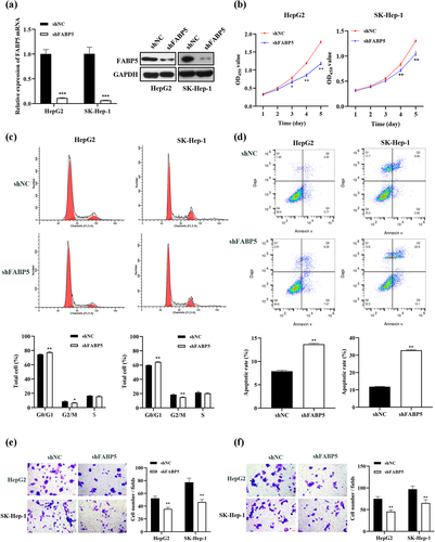 Figure 2. FABP5 knockdown inhibited cell growth, migration and invasion in HCC cells. a, the mRNA and protein expression levels of FABP5 were analyzed in FABP5-knockdown HepG2 and SK-Hep-1 cells by RT-qPCR and western blotting. b, the growth curve of HCC cells was determined by CCK-8 assay. c, PI fluorescence pattern was applied for cell-cycle distribution in HCC cells transfected with shFABP5 or shNC. d, HCC cells transfected with shFABP5 or shNC were stained with Annexin-V FITC and PI to be measured apoptosis. Apoptotic cells are presented in the right-lower (Q3, early apoptosis) and right-upper (Q2, late apoptosis) quadrants of the plots. e, transwell assay revealed the migration abilities of HCC cells transfected with shFABP5 or shNC. f, transwell assay revealed the invasive abilities of HCC cells transfected with shFABP5 or shNC. Results are presented as mean ± S.E.M. (N = 3). Results were averaged from three independent experiments and presented as percentage of control levels. *p < .05, **p < .01 and ***p < .001 as compared with the vehicle control. FITC, fluorescein isothiocyanate; PI, propidium iodide.