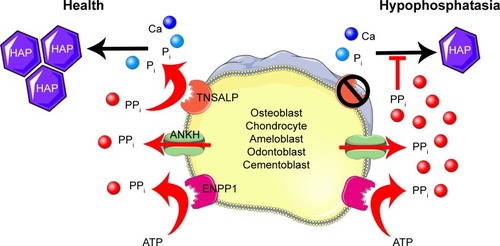 Figure 1 Model of TNSALP function in mineralizing cells.