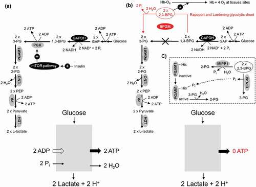 Figure 7. Anaerobic and aerobic glycolysis in mature human erythrocytes and growing tumor cells. (a) In both cases, the rate of the glycolytic ATP production is the same (Glucose + 2ADP → 2 Lactate + 2H+ + 2ATP). (b) For adequate supply of the organism with molecular oxygen, human erythrocytes divert 20% of the uptaken glucose to Rapoport and Luebering glycolytic shunt [Citation102]. This carries an energetic cost based on bypassing the ATP generating phosphoglycerate kinase (PGK). (c) Besides 2,3-bisphosphoglycerte (2,3-BPG) synthase/2-phosphatase (BPGM), multiple inositol polyphosphate phosphatase (MIPP1) is also able to significantly decrease 2,3-BPG levels in vivo.