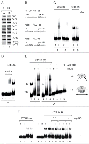 Figure 2. INR element interactions counteract disruption of TFIIA-associated TFIID/promoter complexes by NC2. (A) Immunoblot analysis of two independent f:TFIID preparations A and B, containing low and high amounts of associated TFIIA, respectively. (B) Schematic of the mTdT promoter variants used in Mg2+ agarose EMSA assays. (C–F) Mg2+ agarose EMSA assays. Binding reactions (10 µl) contained 5 fmol DNA template, 2.5 ng 6His:TBP or an equivalent amount of f:TFIID, 2 ng rTFIIA (rIIA) or 2 ng rNC2 as indicated. (C) TATA-dependent core promoter binding by 6His:TBP, but not immunoaffinity purified f:TFIID complex (preparation B), requires TFIIA. (D) f:TFIID/promoter complexes are supershifted with anti-TFIIA antibody. (E) Disruption of TFIIA-associated f:TFIID promoter complexes by NC2. (F) The INR element stabilizes TFIIA-associated f:TFIID promoter complexes in the presence of NC2.