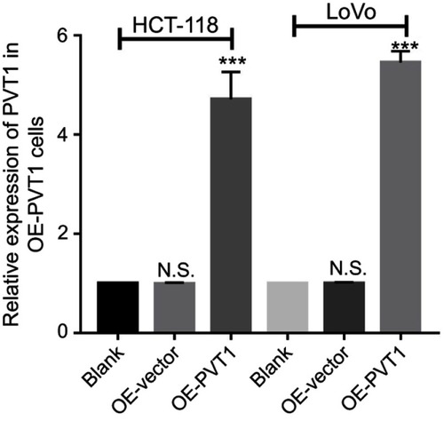 Figure S1 The overexpression efficiency of PVT1 by a lentivirus-based method in LoVo and HCT-116 cell lines.Note: ***P<0.001, N.S. means not significant.