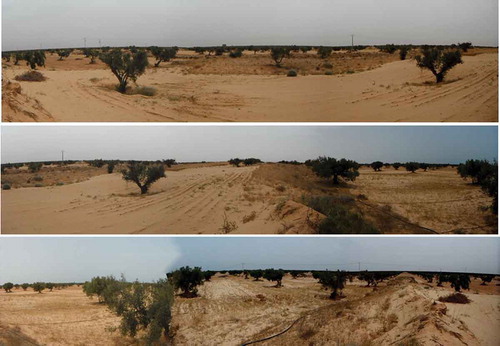 Figure 9. Example of sand encroachment area in the Jeffara-Medenine plain (360-degree-view panoramic photograph).