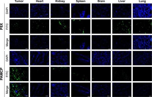 Figure 7 The in vivo PAMCP distribution.Notes: PAMCP (peptide concentration 6.6 mg/kg) and P8X (peptide concentration 6.6 mg/kg) were administered into HeLa tumor-bearing mice (n=4 for each group) by tail vein injection. The distribution of PAMCP in different organs was observed by fluorescence after frozen sectioning. The tumor, spleen, kidney, brain, lung, heart, and liver tissues were harvested for frozen section. Scale bar is 100 µm. P8X, peptide with sequence CPIAHRHY.Abbreviations: FITC, fluorescein isothiocyanate; PAMCP, PGA–Asp–maleimide–cisplatin–peptide complex; PGA, poly-γ-glutamic acid.