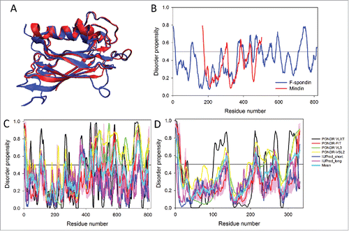 Figure 6. (A) Aligned structures of FS domains of human F-spondin (235 residues, blue structure; PDB ID: 3Q13) and mindin (211 residues, red structure; PDB ID: 3D34). (B) Superposition of the consensus disorder profiles calculated for human F-spondin (blue curve; UniProt ID: Q9HCB6) and human mindin (red curve, UniProt ID: Q9BUD6). (C) Intrinsic disorder profile of human F-spondin (UniProt ID: Q9HCB6) generated by the superposition of the outputs of PONDR® VLXT, PONDR® FIT, PONDR® VL3, PONDR® VSL2, IUPred_short and IUPred_long and a consensus disorder profile calculated by averaging disorder profiles of individual predictors. (D) Intrinsic disorder profile of human mindin (UniProt ID: Q9BUD6) generated by the superposition of the outputs of PONDR® VLXT, PONDR® FIT, PONDR® VL3, PONDR® VSL2, IUPred_short and IUPred_long and a consensus disorder profile calculated by averaging disorder profiles of individual predictors.