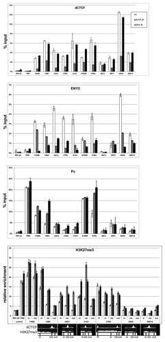 Figure 3. dCTCF and ENY2 determine some boundaries of H3K27me3 domains in BG3 cells. Histograms show the results of ChIP for the relative amounts of dCTCF or ENY2 or Pc or H3K27me3 in previously defined dCTCF binding regions on chromatin isolated from BG3 cells treated with specific dsRNA from dCTCF (dCTCF_Ri) or e(y)2 (ENY2_Ri) coding regions and incubated with corresponding antibodies. “C” is a mock RNAi control obtained with BG3 cells treated with GFP dsRNA. The bxd region (PRE) of bithorax complexCitation25 was used as dCTCF/ENY2-independent region of Pc binding. Error bars show standard deviations of triplicate PCR measurements. The results are presented as a percentage of input DNA. The results for ChIP with histone modifications are presented as a percentage of input DNA normalized relative to the amount of the H3 histone at the tested regions. To test for relative amount of H3K27me3, we used the pairs of primers inside (in), at the boundary (cts), and outside (out) of the H3K27me3 domains. The distribution of dCTCF and H3K27me3 is shown at the bottom. Relative locations of primers (in, cts, out) for ChIP on the cytological map are indicated in Figure S3.