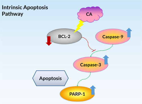Figure 6 The summarized pathway mechanisms for CA-induced apoptosis in A549 cells.
