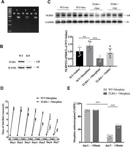 Figure 3 Depletion of TLR4 prevented the development of morphine antinociceptive tolerance and inhibited the morphine-tolerant-induced upregulation of NLRP3. (A) TLR4 genotyping. (B) Western blot results showing TLR4 expression in the spinal cord of littermate controls and TLR4 KO mice. (C) Western blot showing NLRP3 expression in the spinal cord of littermate controls and TLR4 KO mice treated with saline or morphine. Columns and errors are presented as mean ± SEM; n = 6, **p<0.01, ***p < 0.001. (D) The withdrawal latencies of TLR4 KO and wild-type (WT) mice before and 30 min after morphine treatment. (E) The %MPE of WT and KO mice treated with morphine on days 1 and 7. Columns and errors are presented as mean ± SEM; n = 6, ***p<0.001.