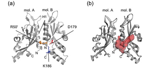 Figure 2. SD pocket also exists in the PhoQ-SD dimer structure.(a) PhoQ-SD dimer structure (PDB code: 3BQ8) is shown as a ribbon diagram. Each subunit is labeled molecule A (mol. A) and molecule B (mol. B). In mol. A, R50ʹ is shown in orange. In mol. B, Asp179 is shown in red, Lys186 in blue. (b) SD pocket estimated by CASTp program [Citation35]. The location and volume of the pocket are shown with red balls (276 Å3). H1: helix H1.