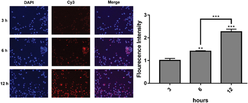 Figure 9. Uptake of Cy3-labeled PsCM nanoparticles at 3–6 and 12 hours in MDA-MB-231 cells, red for Cy3 (2 μg/mL), blue for DAPI (1 μg/mL). * P <0.05 and * *P <0.01 indicate significant differences, and * * * P <0.001 and * * * * * P <0.0001 indicate highly significant differences.