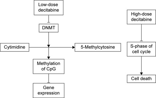 Figure 1 Mechanism of decitabine in the treatment of MDS.