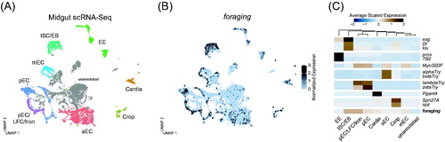 Figure 5. (A) UMAP plot of single-cell RNA sequencing from the adult midgut (data from Hung et al., Citation2020). Each point represents the transcriptome of a single cell. Cells are clustered based on similarity of gene expression. Distinct cell types are represented by different colors. EE: enteroendocrine cells; ISC: intestinal stem cells; EB: enteroblasts; LFC: large flat cells; Iron: iron cells; aEC: anterior enterocytes; mEC: middle enterocytes; pEC: posterion enterocytes. (B) Expression of foraging in the single-cell midgut Atlas. Cells are color coded according to the level of normalized expression. (C) Heatmap showing the average scaled expression of cell type marker genes across each cell cluster. Initialisms are defined in A. foraging is most enriched in the ISC/EB and pEC/LFC/Iron clusters. EE cells are marked by pros and 7B2. ISC/EB are marked by esg, Dl, and klu. All ECs are marked by Myo32DF, and the anterior to posterior access is delineated by a series of trypsin coding genes (alphaTry, betaTry, lambdaTry, zetaTry, among others). The cardia is marked by Pgant4, and the crop by Spn27A and spz. [Please refer to the online version for colors.]