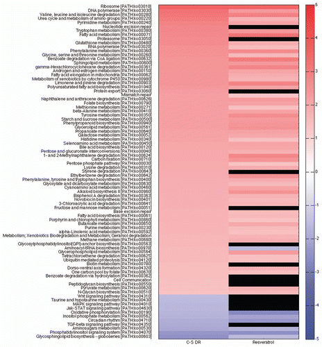 Figure 4 Heat map of KEGG gene sets from DR and resveratrol female head and thorax appear very similar. Red are gene sets that are statistically significantly upregulated, blue are gene sets that are statistically significantly downregulated and black are gene sets that are not statistically significantly changed. RNA is from the same cohort of Canton-S (C-S) 10-day old female heads and thoraces on a DR diet, high calorie food or fed resveratrol. KEGG categories and scores are in Supplemental Table 4.