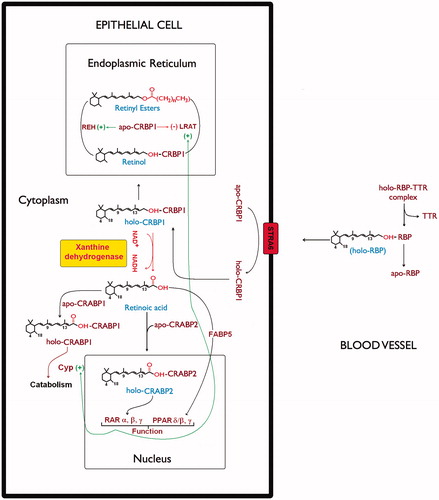 Figure 5. Xanthine dehydrogenase involvement in retinol/retinoic acid homeostasis in epithelial cells. The scheme describes retinoid metabolism in the different cellular compartments. In the cell plasma membrane retinol exchange between apo-CRBP1 and holo-RBP is mediated by STRA6 receptor (Stimulated by Retinoic Acid 6)Citation50. In the endoplasmic reticulum, the relative ratio of holo-CRBP1 to apo-CRBP1 is influenced by retinyl ester hydrolase (REH) or by lecithin retinol acyltransferase (LRAT). On the other hand, the apo-CRBP1, through its modulating action reduces their activity by regulating the cellular levels and fluxes of retinol. In cells that do not express any RDH activity, xanthine dehydrogenase interacting with holo-CRBP1 catalyzes retinol oxidation to retinoic acid, which is then released by interaction with CRABP1 and/or CRABP2. Such a hypothetical scheme of reaction mechanism devised by xanthine dehydrogenase to oxidize retinol to retinoic acid has been described in our previous articleCitation19. Delivery of atRA to distinct nuclear receptors or for catabolism involves atRA binding proteins, CRABP1, CRABP2, and FABP5.