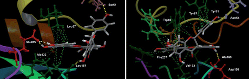 Figure 7.  Best docking poses for fukugetin inside the subsites of cruzain (left) and papain (right). The hydrogen bonds that contribute for inhibitor anchoring are shown as yellow lines and the hydrophobics interactions as green lines. Some amino acids were highlighted due to their key roles in the binding of inhibitor. H atoms in C-H bonds are omitted.