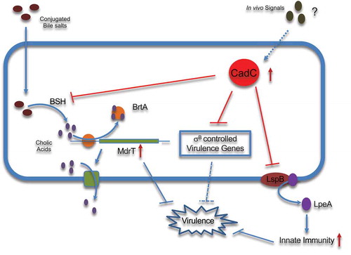 Figure 7. Model of CadC as negative regulator of Lm virulence genes promoting systemic infection.