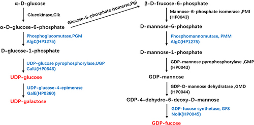 Figure 1 Biosynthetic pathways for UDP-glucose, UDP-galactose, and GDP-fucose synthesis in H. pylori. The three sugar nucleotides are marked in red and the enzymes inactivated in this study are marked in blue.